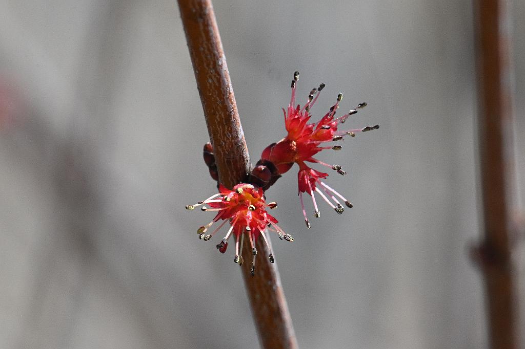 2025-04176289 Broad Meadow Brookl, MA.JPG - Red Maple. Broad Meadow Brook Wildlife Sanctuary, MA, 4-17-2025